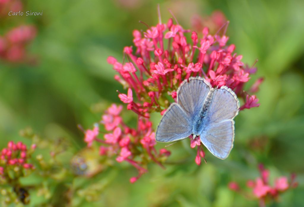 Farfallina - Polyommatus icarus, Lycaenidae